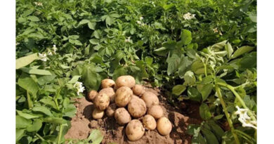 CSAUAT की एडवाइजरी: ठंड में झुलसा रोग से आलू की फसल को ऐसे रखें सुरक्षित  