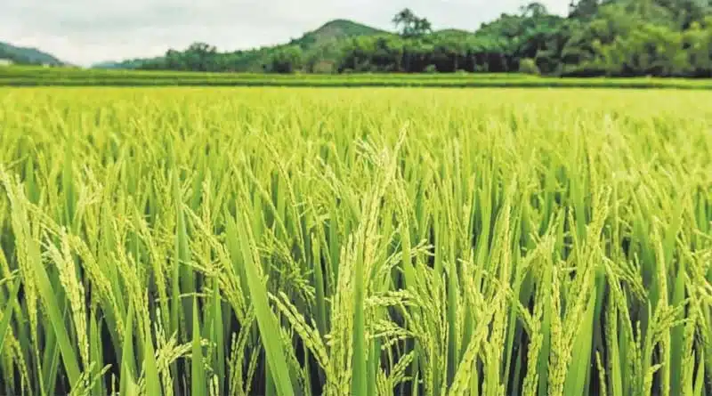 रीवा जिले में 3 लाख 82 हजार टन धान की हुई खरीद