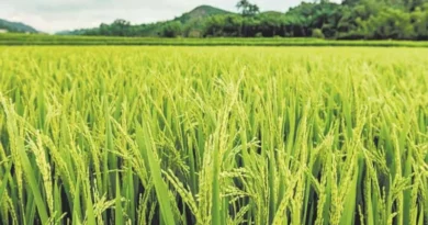 UP Paddy Mandi Rate: लखनऊ-मिर्जापुर में ₹2,390 तक बिकी धान, जानिए राज्य की सभी मंडियों 4 जनवरी के ताजा रेट