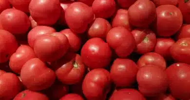 टमाटर फटने की समस्या से कैसे बचें? यूपी कृषि वैज्ञानिकों ने जारी की खास सलाह