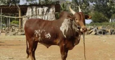 इंदौर: पशुपालन एवं पशु कल्याण के लिए एक माह चलेगा जागरूकता अभियान