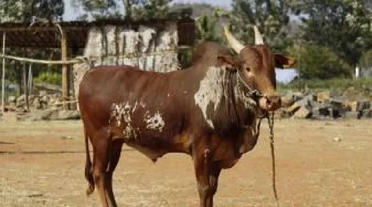 इंदौर: पशुपालन एवं पशु कल्याण के लिए एक माह चलेगा जागरूकता अभियान