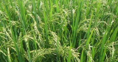 जबलपुर में धान खरीदी में गड़बड़ी, दो समितियां दो साल के लिए हुई ब्लैकलिस्ट  