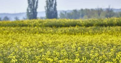 भारत में रबी बुवाई 2025–26: गेहूं, तिलहन और मोटे अनाजों से मिला मजबूती का संकेत