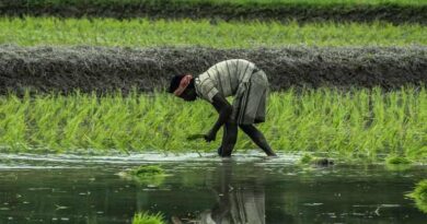 उद्यानिकी फसलों के बीमा पंजीकरण की तिथि बढ़ी, अब 15 जनवरी तक कराएं पंजीकरण  