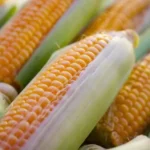 MP Maize Mandi Rate: 15 जनवरी को मध्यप्रदेश में 1700 रुपये तक बिका मक्का, देखिए ताजा भाव