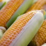 MP Maize Mandi Rate: 26 जनवरी को एमपी की मंडियों में ₹1,700 तक बिकी मक्का, देखिए राज्य की अन्य मंडियों के ताजा रेट  