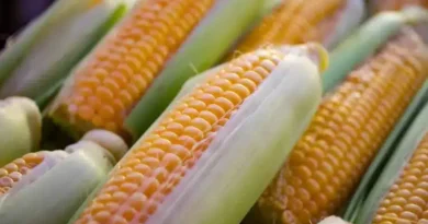 Maize Mandi Rate: मध्य प्रदेश की मंडियों में 24 जनवरी को ₹1330 से ₹1705 तक बिका मक्का, जानें आज के ताजा भाव 