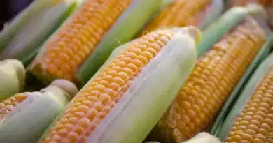 MP Maize Mandi Rate: मध्य प्रदेश में आज ₹1,296 से ₹1,720 प्रति क्विंटल बिका मक्का, छिंदवाड़ा-बैतूल में सबसे ज्यादा आवक