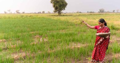 किसान भाइयों के लिए चेतावनी: रबी फसलों पर पाले का खतरा, कृषि विभाग ने जारी की सलाह  