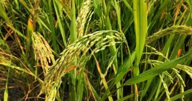 विदिशा में समर्थन मूल्य पर धान उपार्जन जारी, 4.93 करोड़ रुपये का भुगतान किसानों को किया गया