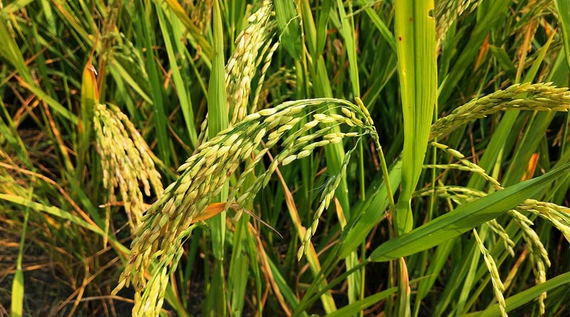 विदिशा में समर्थन मूल्य पर धान उपार्जन जारी, 4.93 करोड़ रुपये का भुगतान किसानों को किया गया