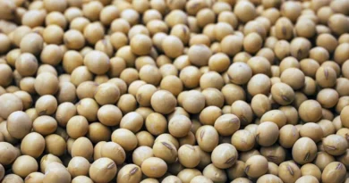 सोयाबीन मंडी रेट (27 जनवरी 2026)