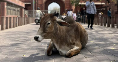 निपाह वायरस: क्या किसानों और पशुपालकों को घबराने की जरूरत है?