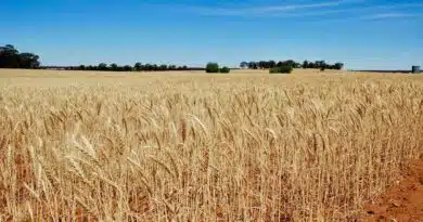 UP Wheat Mandi Rate: यूपी में आज 2,400 से 2,700 प्रति क्विंटल तक बिका गेहूं, जानिए 8 जनवरी के ताजा रेट  