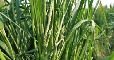 कोदो–कुटकी उपार्जन की अंतिम तिथि अब 31 जनवरी तक बढ़ाई