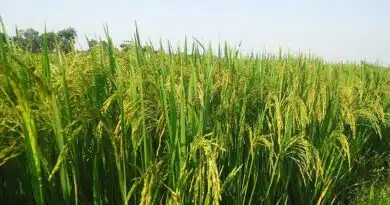 छिंदवाड़ा जिले के कृषकों से 13 जनवरी तक धान की स्लॉट बुकिंग की अपील