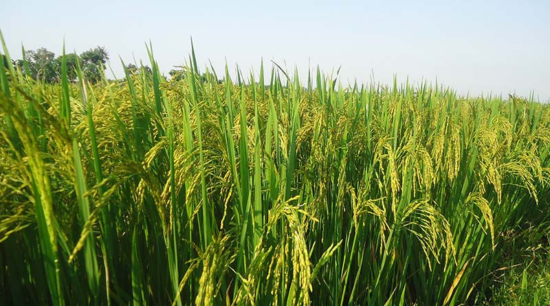 छिंदवाड़ा जिले के कृषकों से 13 जनवरी तक धान की स्लॉट बुकिंग की अपील