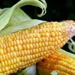 MP Maize Mandi Rate: मध्य प्रदेश की मंडियों में ₹1124 से ₹1800 प्रति क्विंटल तक बिका मक्का, देखें 9 जनवरी के ताजा भाव