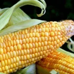 MP Maize Mandi Rate: 14 जनवरी को ₹1,225 से ₹1,760 के बीच बिकी मक्का, देखिए मध्य प्रदेश की मंडियों में आज के ताजा रेट