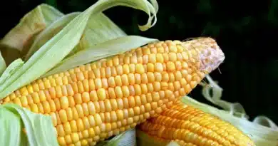 MP Maize Mandi Rate: मध्य प्रदेश की मंडियों में ₹1124 से ₹1800 प्रति क्विंटल तक बिका मक्का, देखें 9 जनवरी के ताजा भाव