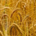 UP Wheat Mandi Rate: 17 जनवरी को 2300 से 2650 रुपये प्रति क्विंटल बिका गेंहू, जानिए राज्य की सभी मंडियों के ताजा रेट