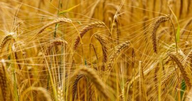 UP Wheat Mandi Rate: यूपी में 15 जनवरी को 2715 रुपये तक बिका गेहूं, देखिए कहा मिला किसानों को बेहतर भाव