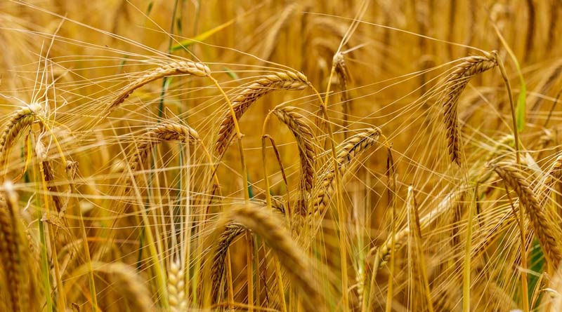 MP Wheat Mandi Rate: 21 जनवरी को ₹3066 प्रति क्विंटल तक बिका गेंहू, जानिए राज्य की सभी मंडियों के ताजा रेट