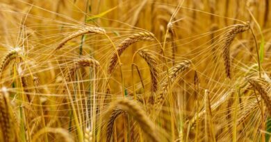Mp Wheat Mandi Rate: 23 जनवरी 2026 को ₹2,200 से ₹3,580 प्रति क्विंटल तक दाम, जानिए कहां मिल रहा सबसे अच्छा भाव