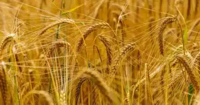 गेहूं की पत्तियां हो रही पीली? हो सकता है जड़ माहू का हमला, जानिए लक्षण और नियंत्रण के तरीके