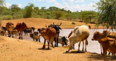 खंडवा जिले के पशुपालकों को किया जाएगा जागरूक