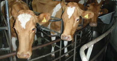 भोपाल में बनेगी प्रदेश की पहली अत्याधुनिक राज्य स्तरीय डेयरी परीक्षण प्रयोगशाला, आम उपभोक्ता भी करा सकेंगे दूध की जांच  