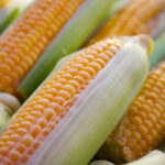 Mp Maize Mandi Rate: एमपी में ₹1400 से ₹1712 के बीच बिकी मक्का, देखिए 28 जनवरी के ताजा मंडी रेट