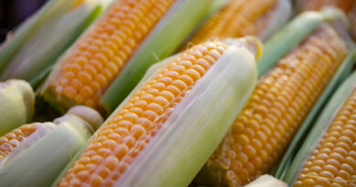 MP Maize Mandi Rate: एमपी में ₹1,700 प्रति क्विंटल तक बिका मक्का, जानिए 29 जनवरी के ताजा मक्का मंडी रेट  