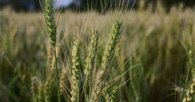 देवास: ओलावृष्टि से प्रभावित गेहूं/चना फसल की सूचना 72 घंटे में दें