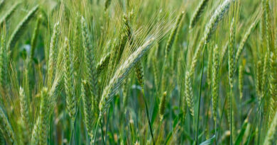 आगर मालवा जिले में प्रभावित फसलों का संयुक्त दल ने किया निरीक्षण