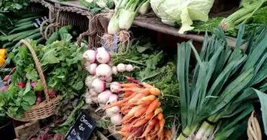 सिवनी के कंपनी गार्डन में हर सोमवार लगेगा जैविक-प्राकृतिक हाट बाजार  