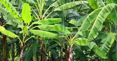 बड़वानी जिले में केले की खेती के लिए पोस्ट हार्वेस्ट सुविधाओं का होगा विस्तार