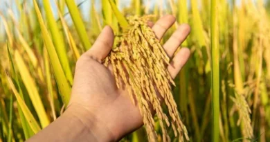 रीवा जिले में 4 लाख 18 हजार टन धान की हुई खरीद