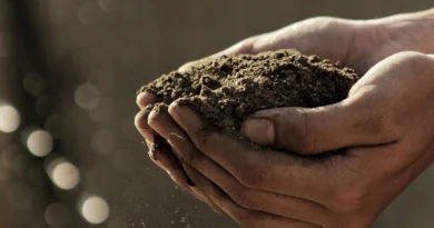 मृदा स्वास्थ्य संवर्धन एवं वैकल्पिक उर्वरक उपयोग