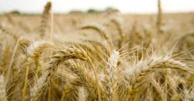 धार: समर्थन मूल्य पर गेहूं उपार्जन हेतु किसानों का पंजीयन 7 फरवरी से    