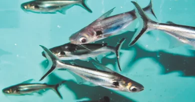 खरगोन में मत्स्य विभाग का शिविर 6 फरवरी को लगेगा