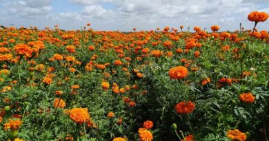 सर्दी के मौसम में फूलों की खेती कम लागत में अच्छी आय