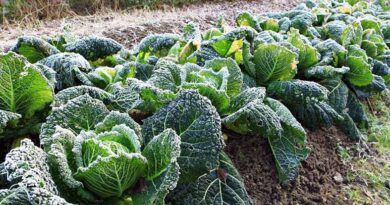 किसान पाले से फसलों को बचाने हेतु तुरंत करें ये आवश्यक उपाय