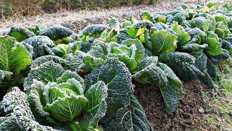 किसान पाले से फसलों को बचाने हेतु तुरंत करें ये आवश्यक उपाय