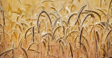 कृषि वैज्ञानिकों ने किया फसलों का डायग्नोस्टिक सर्वे, गेहूं-मसूर में पीलापन व फफूंद रोगों को लेकर किसानों को दी सलाह