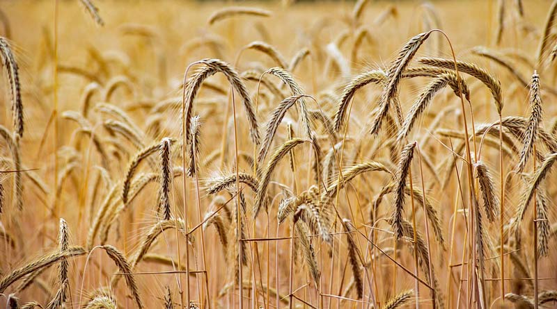 कृषि वैज्ञानिकों ने किया फसलों का डायग्नोस्टिक सर्वे, गेहूं-मसूर में पीलापन व फफूंद रोगों को लेकर किसानों को दी सलाह