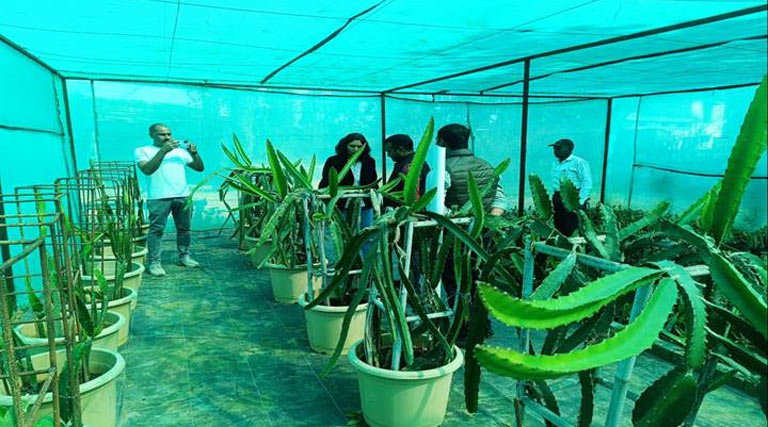 ड्रैगन फ्रूट की खेती आर्थिक सशक्तिकरण के साबित होगा वरदान- सीईओ जिला पंचायत