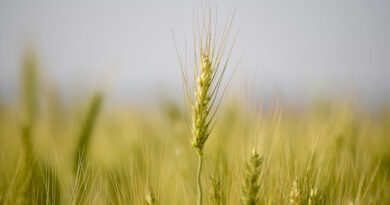 रबी फसल की बुवाई में जोरदार उछाल: कुल रकबा 660.48 लाख हेक्टेयर पहुंचा, चने की खेती में 4.66 लाख हेक्टेयर की बढ़त