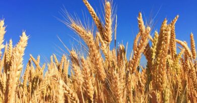 UP Wheat Mandi Rate: यूपी की मंडियों में ₹2,400-₹2,660 के बीच बिका गेहूं, जानिए 29 जनवरी के ताजा रेट  